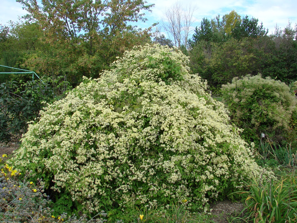 Изображение особи Clematis brevicaudata.