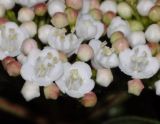 Viburnum tinus