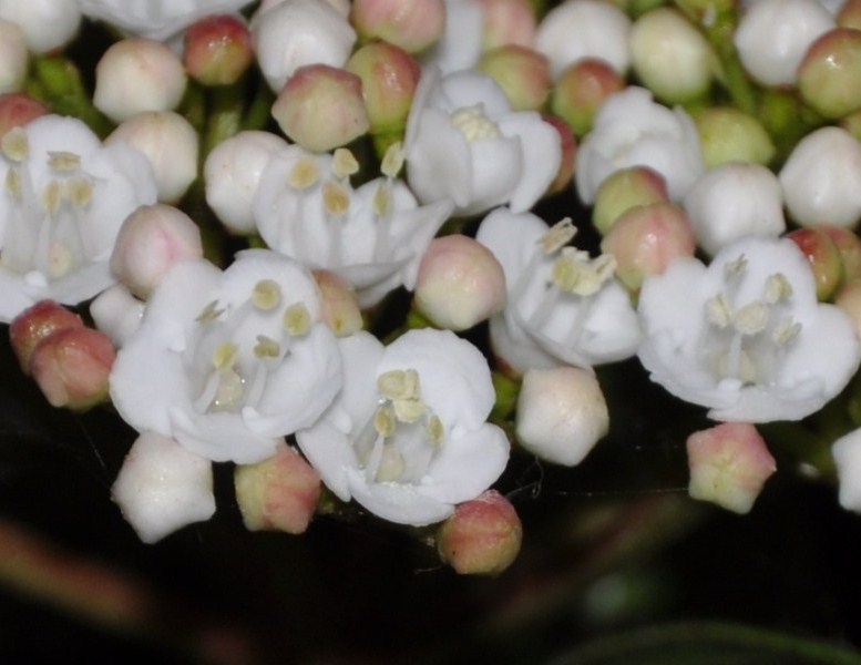 Image of Viburnum tinus specimen.