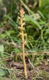 Orobanche pallidiflora. Цветущее растение на разнотравном лугу. Ленинградская обл., Ломоносовский р-н, долина р. Шингарка, разнотравный луг на известняке. 09.08.2015.