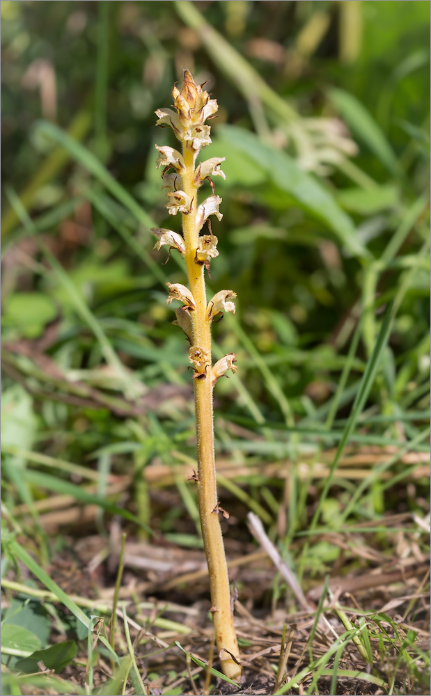 Image of Orobanche pallidiflora specimen.