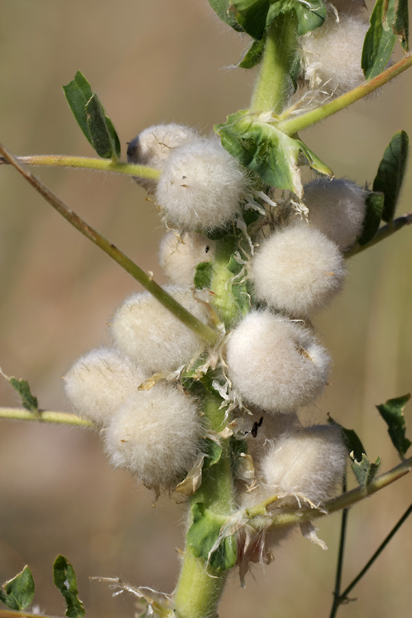 Изображение особи Astragalus sieversianus.