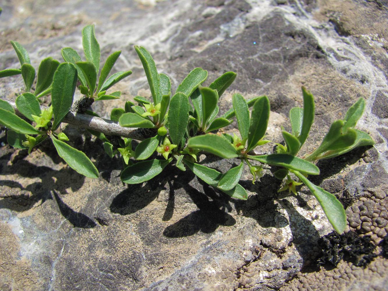 Image of Rhamnus songorica specimen.