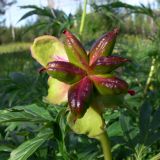 Paeonia anomala. Плод. Свердловская обл., Североуральский городской округ, окр. пос. Сосьва, бывшая дер. Воскресенка, разнотравный луг на берегу р. Сосьва. 13.06.2015.