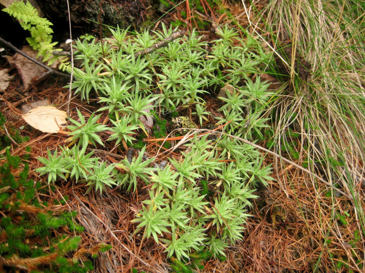 Image of Saxifraga bronchialis specimen.