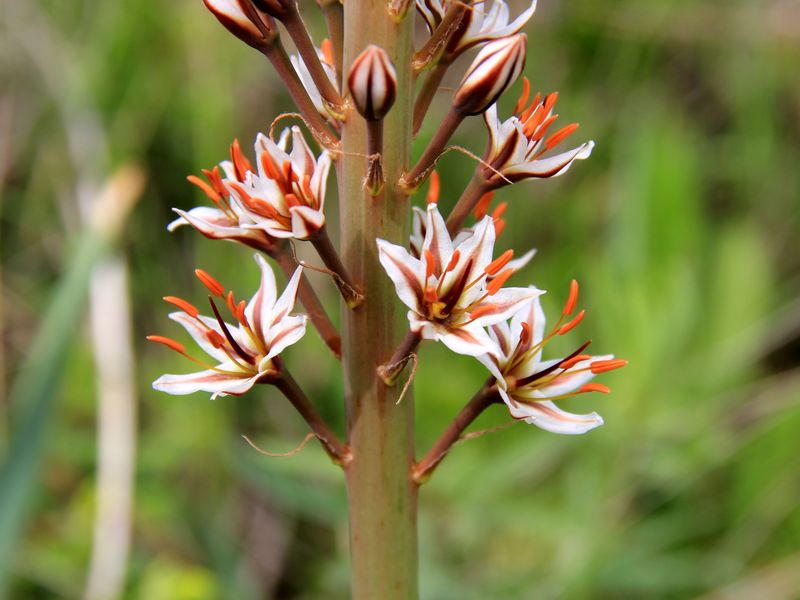 Image of Eremurus regelii specimen.