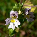 Euphrasia brevipila. Верхушка цветущего растения. Свердловская обл., окр. г. Североуральск, опушка сосново-елового леса в районе скал Три Брата. 20.08.2009.