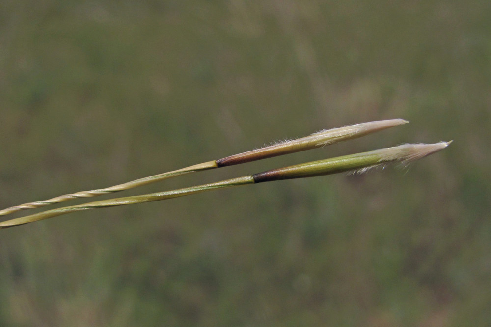 Изображение особи Stipa ucrainica.