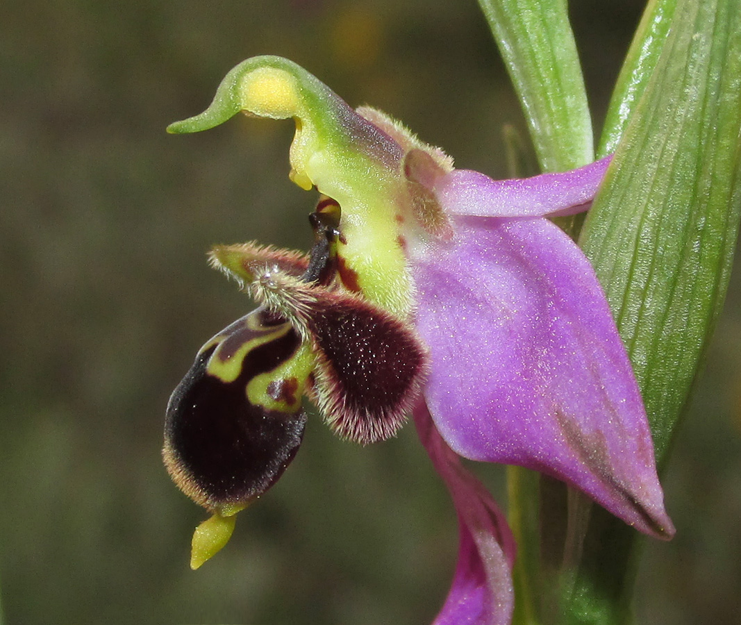 Изображение особи Ophrys &times; vallis-costae.