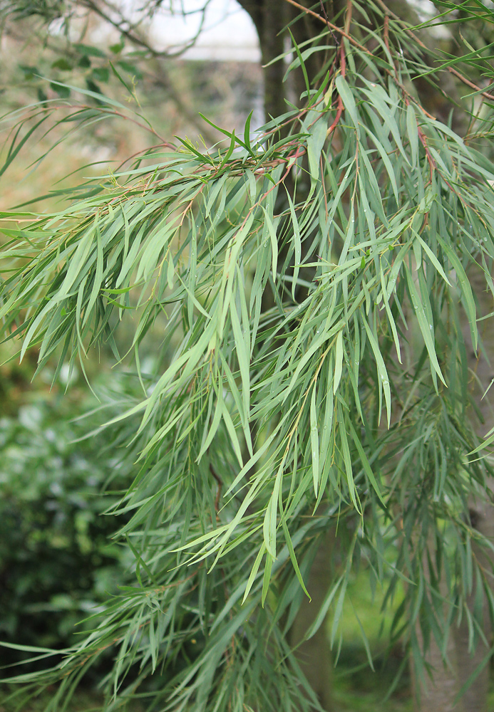 Изображение особи Acacia retinodes.