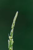 Asparagus officinalis