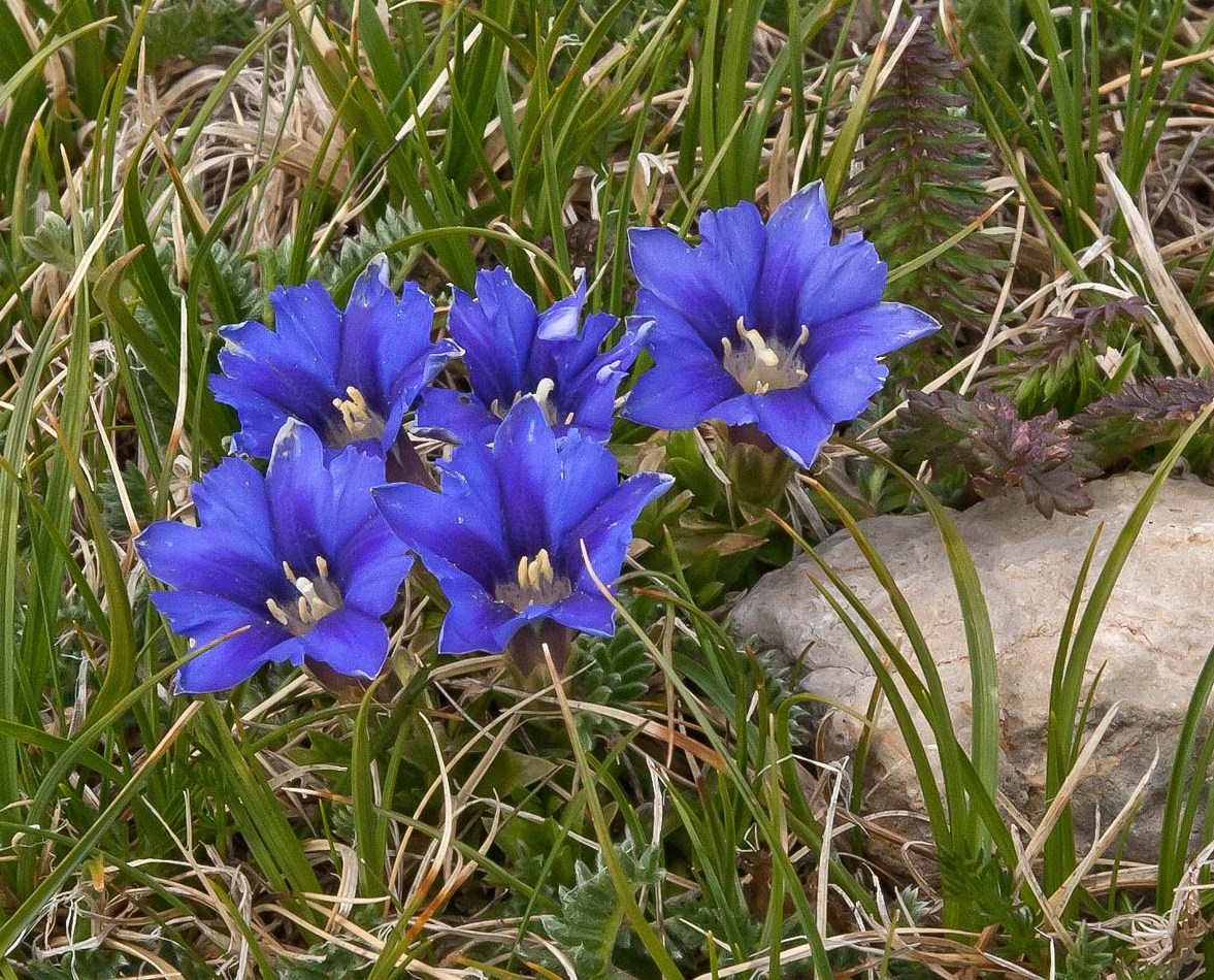 Image of Gentiana dshimilensis specimen.