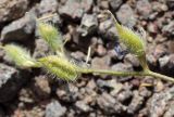 Astragalus nematodes