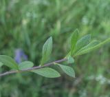 Draba sibirica. Часть побега. Белгородская обл., Губкинский р-н, запов. «Белогорье», Ямская степь. 13 июня 2009 г.