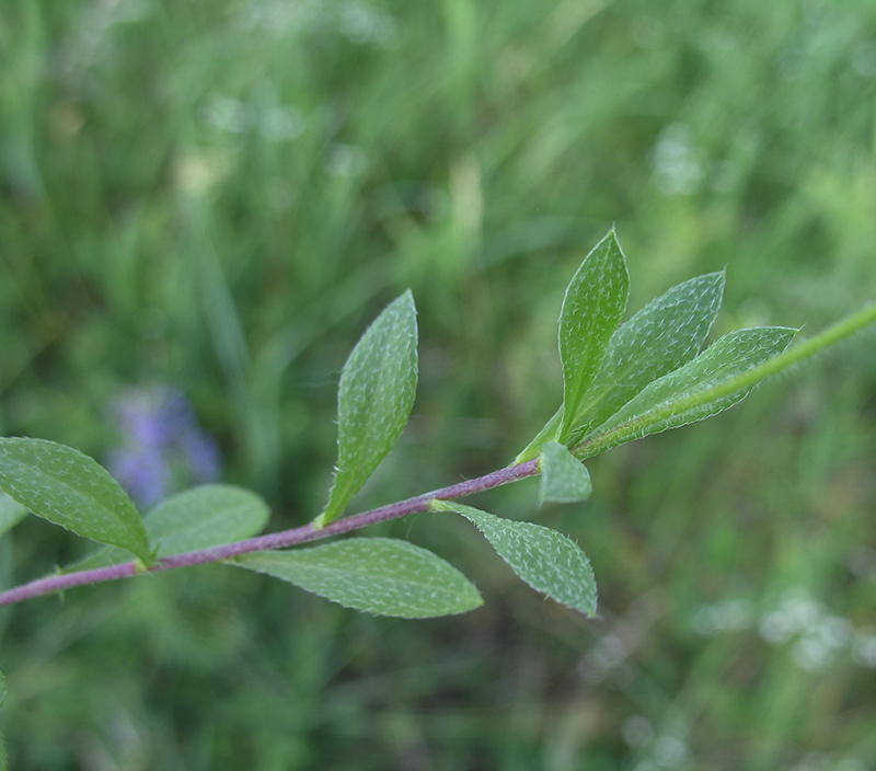 Image of Draba sibirica specimen.