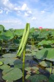 Nelumbo caspica