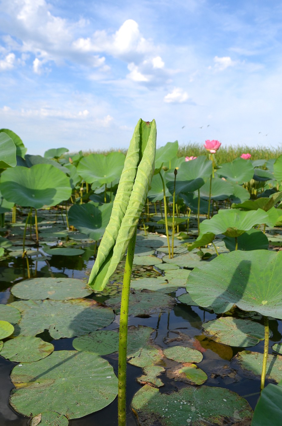 Изображение особи Nelumbo caspica.