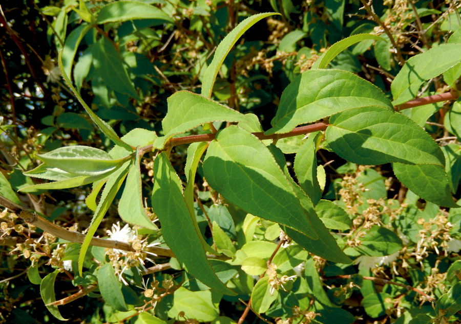 Image of Deutzia scabra var. candidissima specimen.