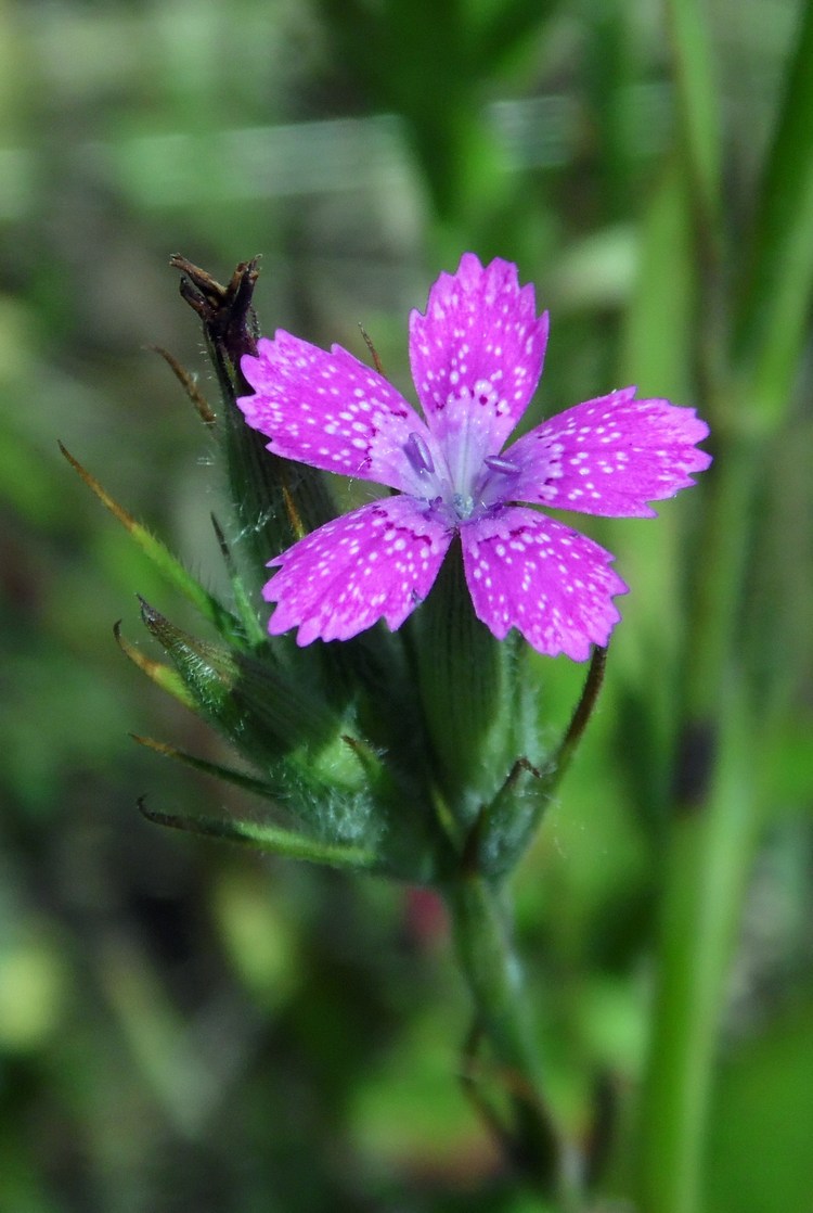 Image of Dianthus armeria specimen.