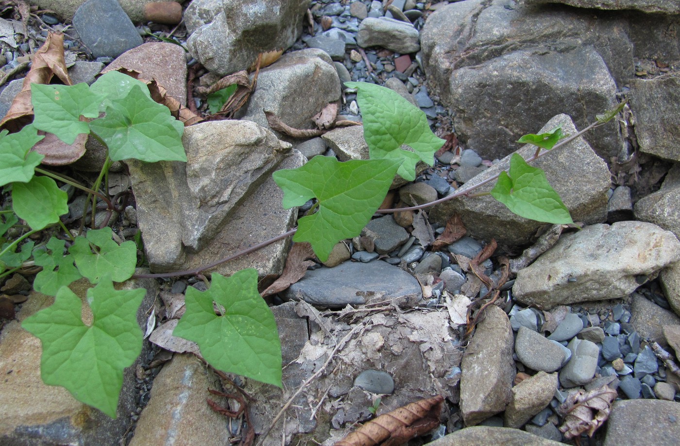 Image of Calystegia silvatica specimen.