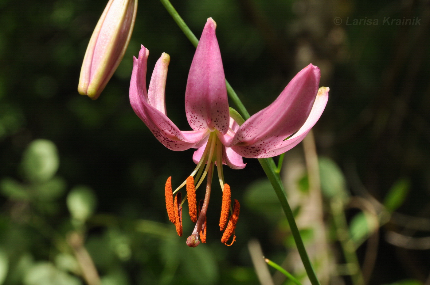 Изображение особи Lilium cernuum.