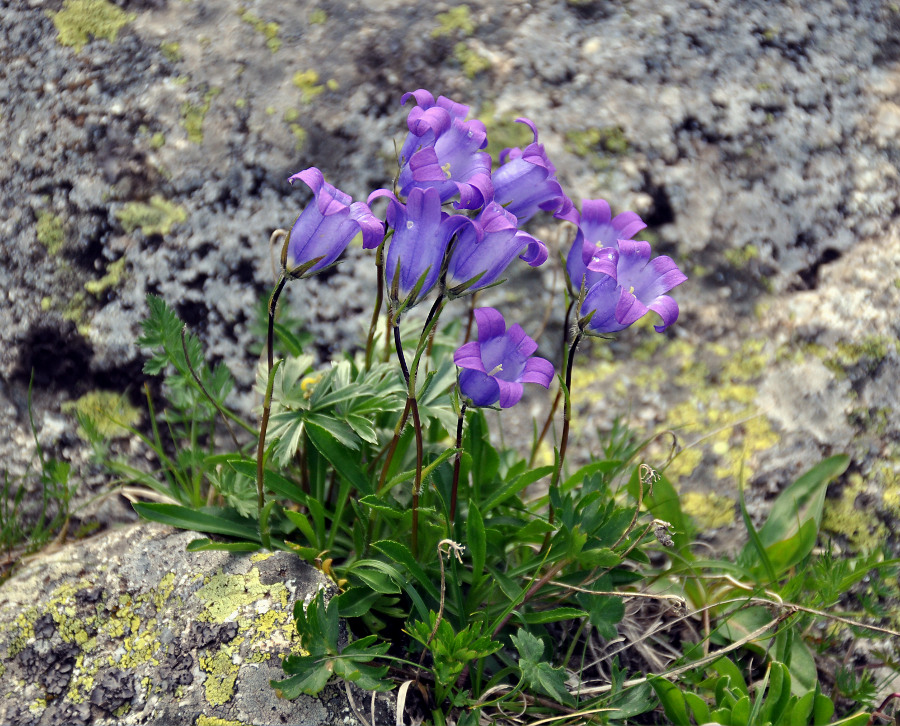 Изображение особи Campanula ciliata.