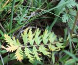 Potentilla conferta. Прикорневой лист. Алтай, окр. пос. Манжерок, закустаренный луг на берегу р. Катунь. 23.08.2009.