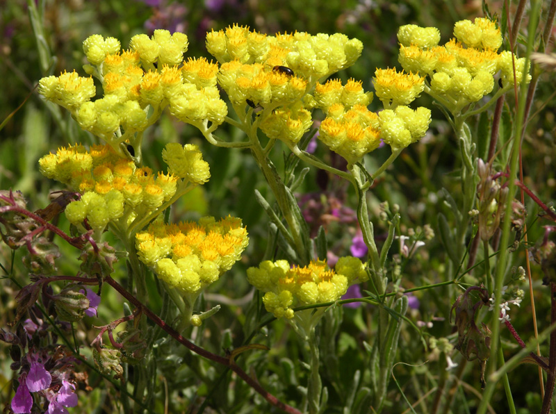 Изображение особи Helichrysum buschii.