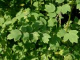 Thalictrum minus