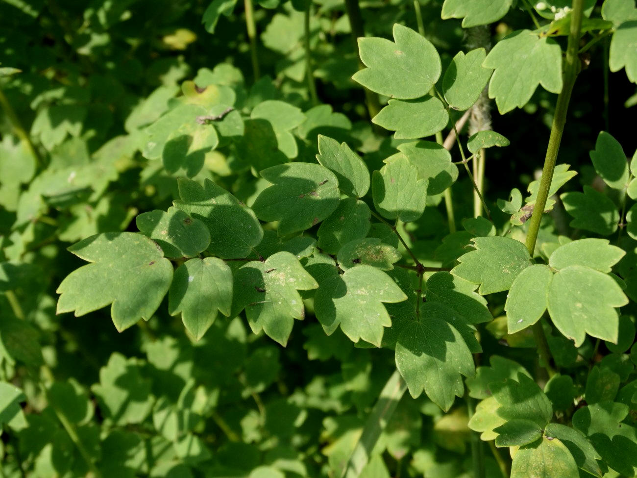 Image of Thalictrum minus specimen.