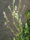 Silene dichotoma