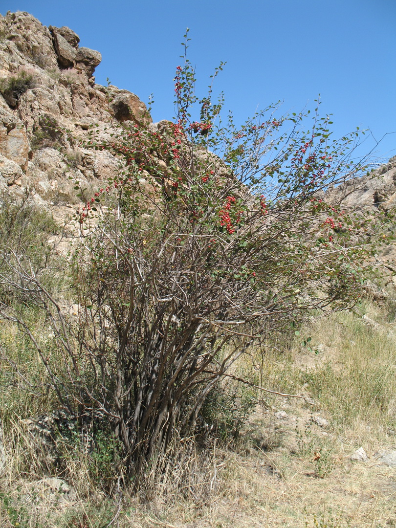 Image of Cotoneaster karatavicus specimen.