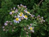 Aster ageratoides. Верхушка растения с соцветиями. Приморье, окр. г. Находка, разнотравный луг. 12.09.2016.