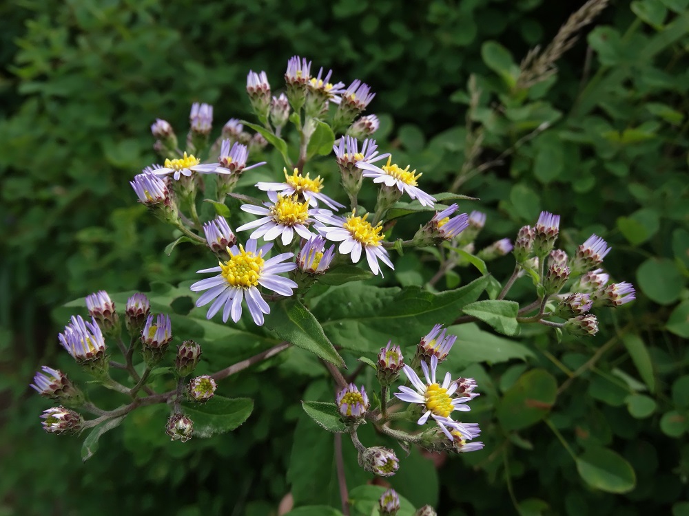 Изображение особи Aster ageratoides.