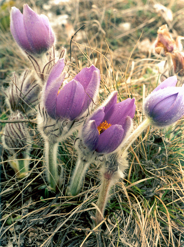 Image of Pulsatilla taurica specimen.