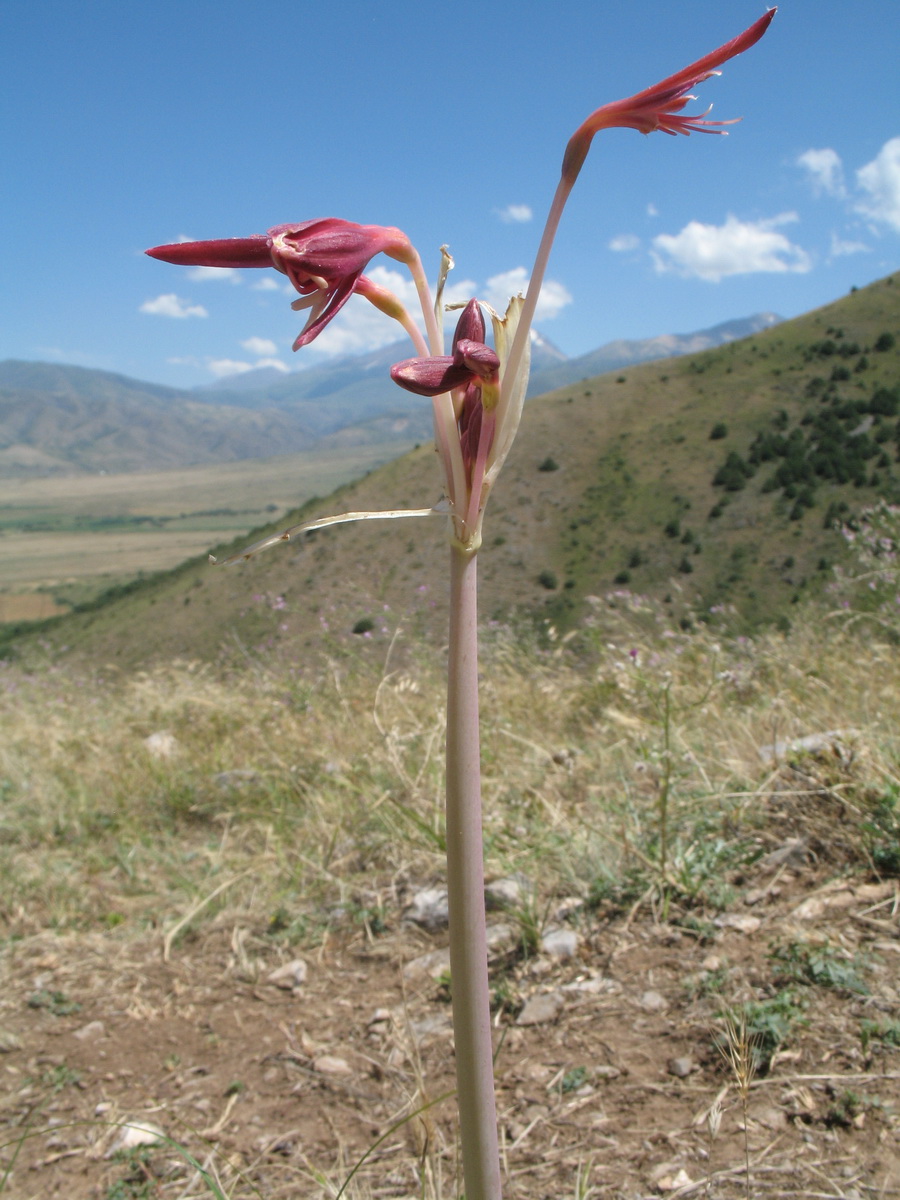 Image of Ungernia sewerzowii specimen.