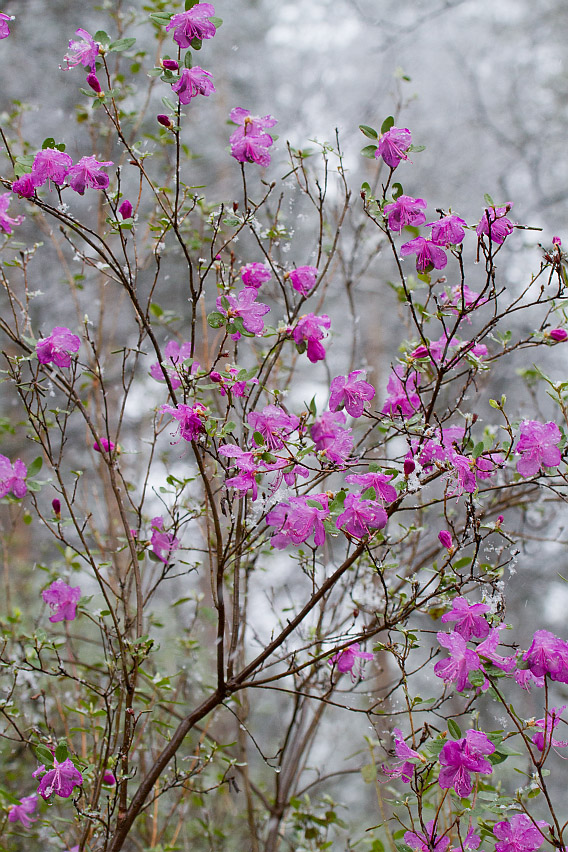 Изображение особи Rhododendron ledebourii.