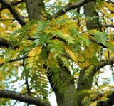 genus Gleditsia. Листья, приобретающие осеннюю окраску. Бельгия, г. Брюссель, озеленение. Октябрь.