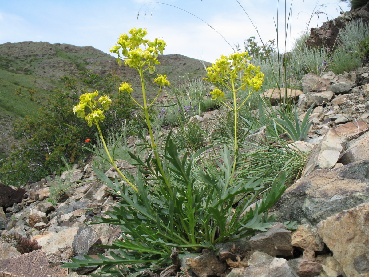 Image of Patrinia intermedia specimen.