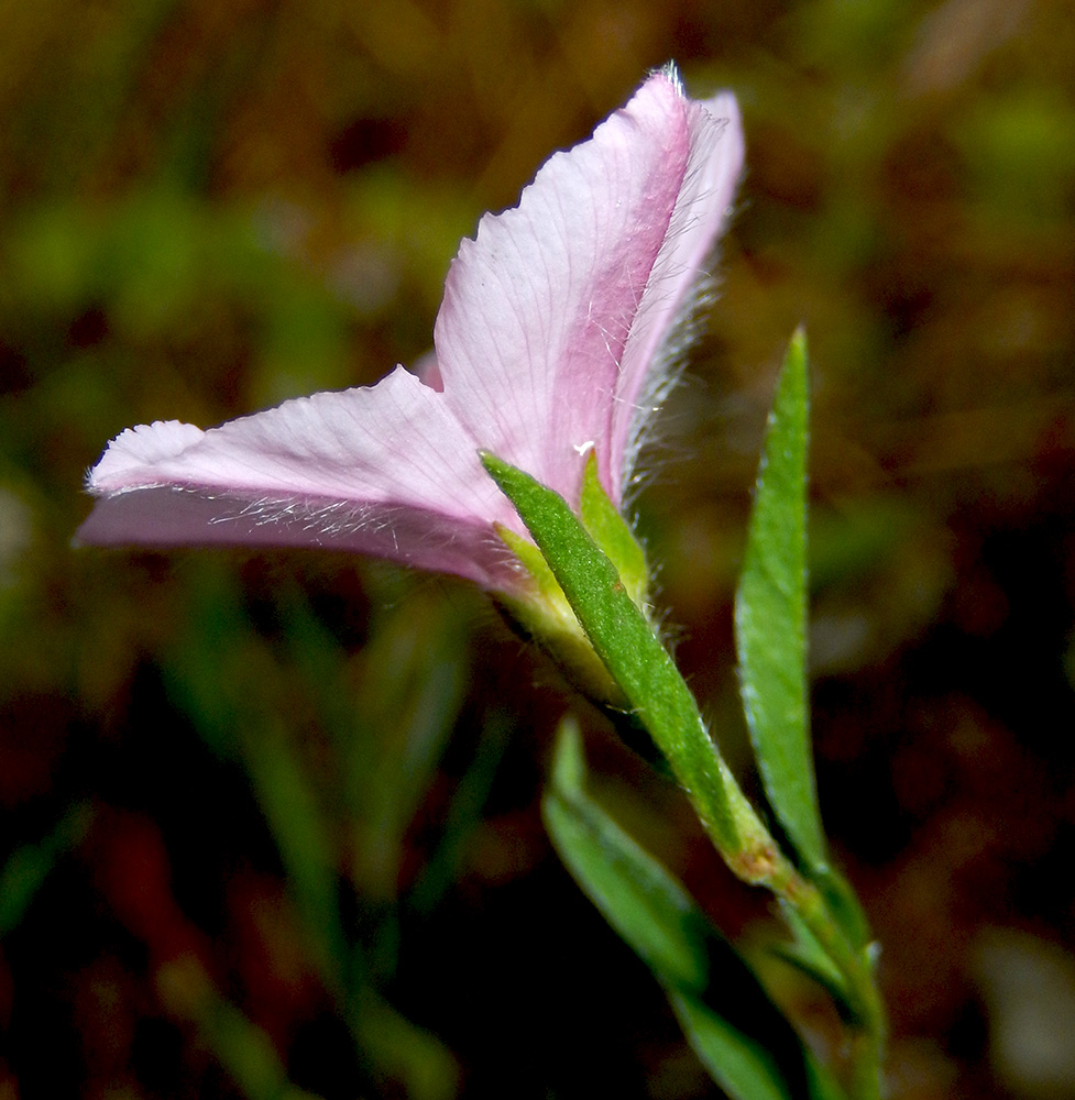 Image of Convolvulus cantabrica specimen.