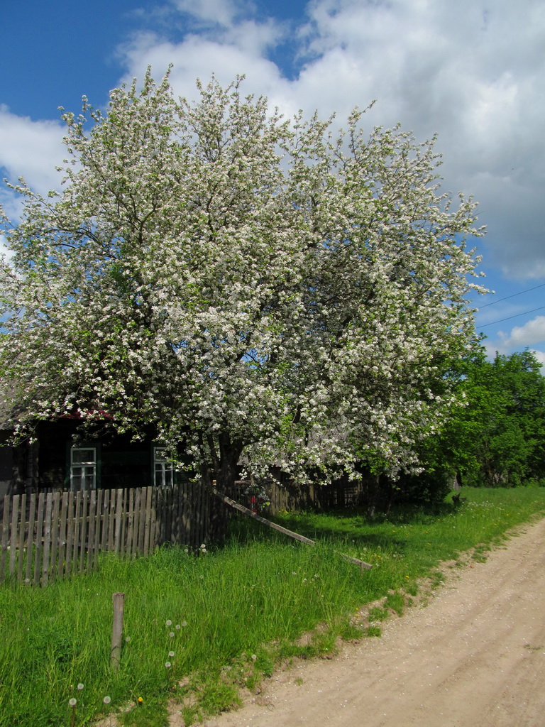 Изображение особи Malus domestica.