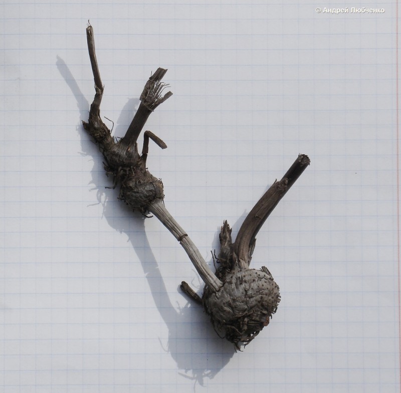 Image of Bolboschoenus maritimus var. compactus specimen.