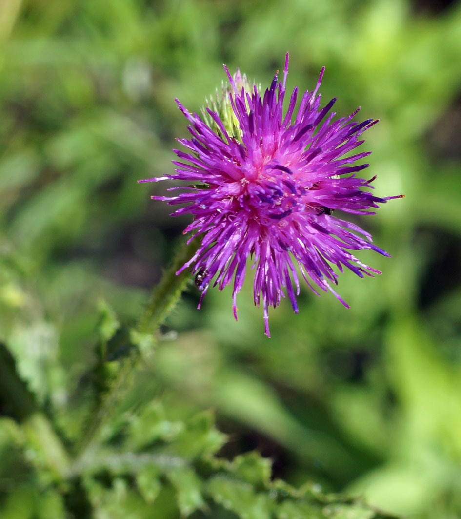 Изображение особи Carduus crispus.