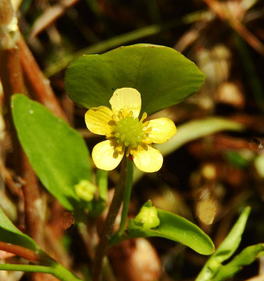 Image of Ranunculus ophioglossifolius specimen.