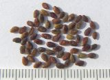 Lespedeza floribunda