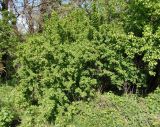 Berberis vulgaris