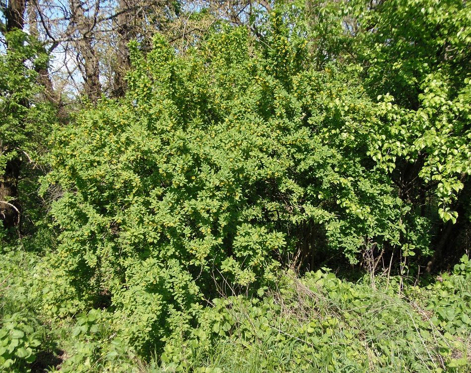 Image of Berberis vulgaris specimen.