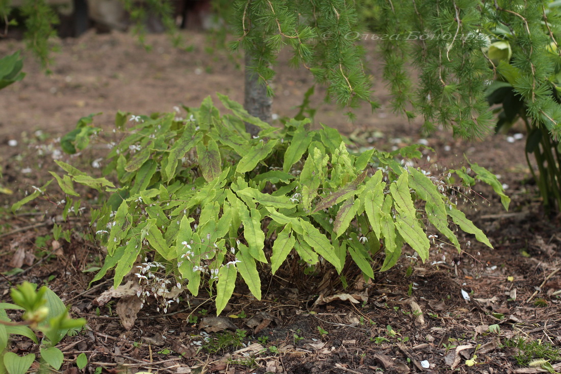 Изображение особи Epimedium dolichostemon.