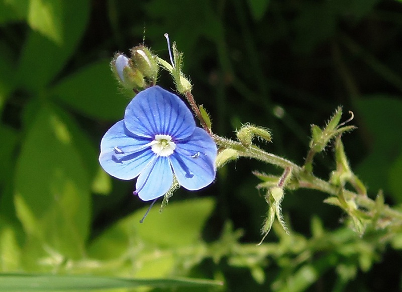 Image of Veronica chamaedrys specimen.