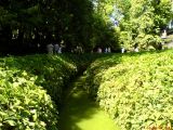 Parthenocissus quinquefolia